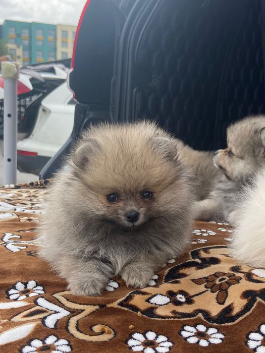 Продам Померанских Шпицов