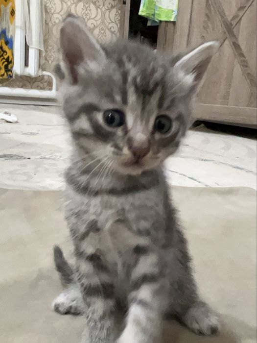 котята продаются!