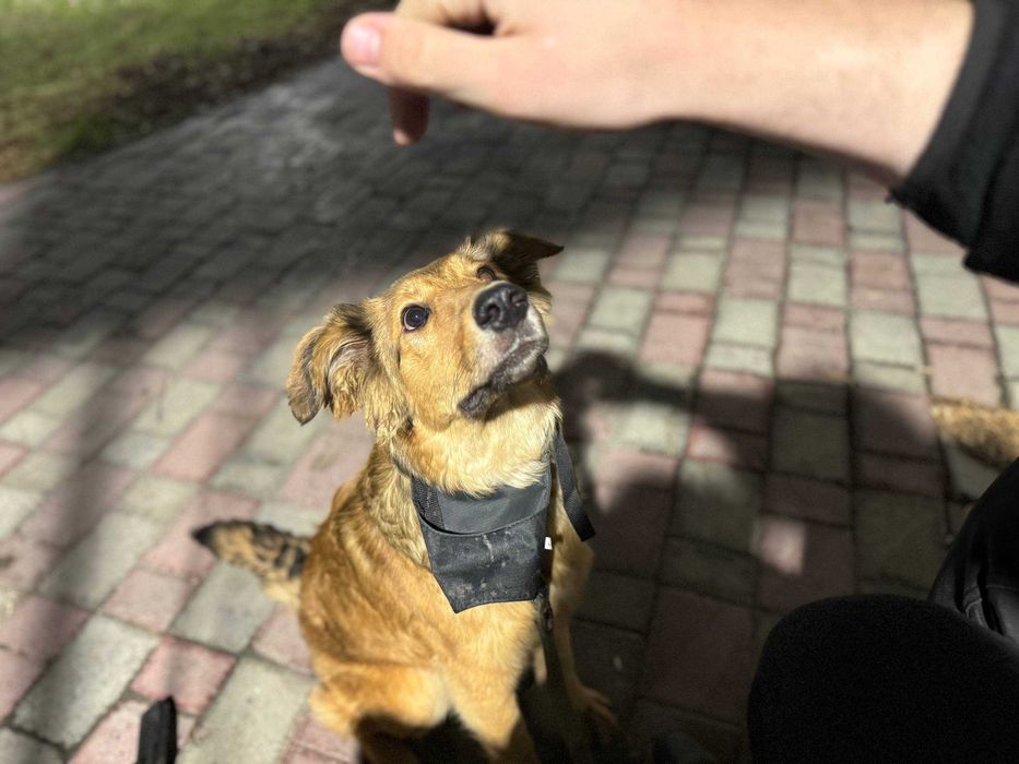 Пропала собака по кличке Рокси