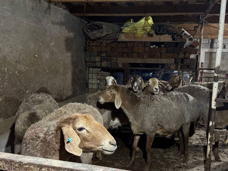 Arashan yetuk boğoz qoylar