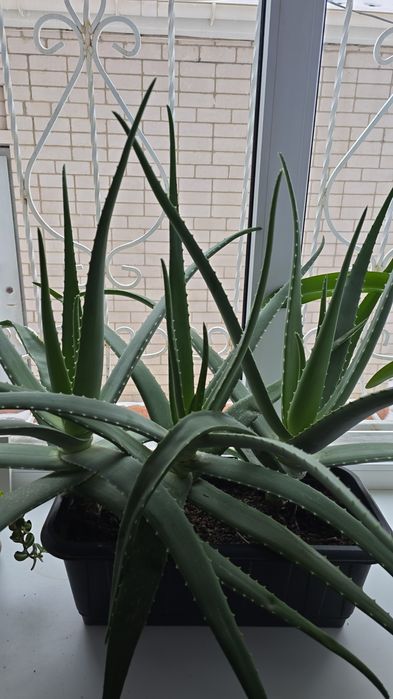 Продам Комод большой