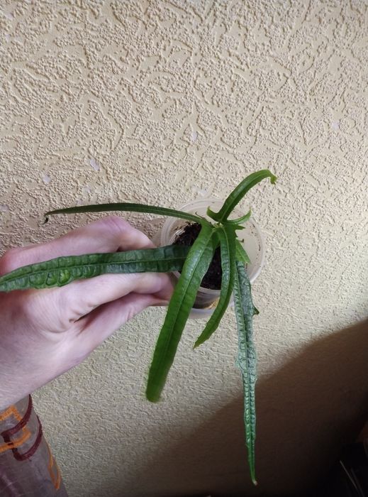 Комнатные растения продажа