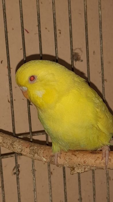 Выставочный волнистый попугай