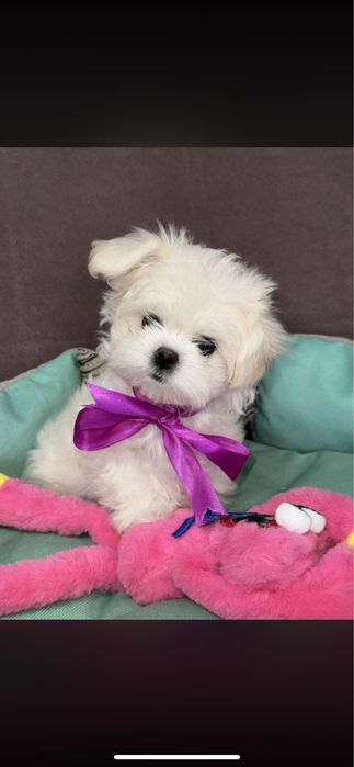 Bichon maltez Mini toy Boy Girls