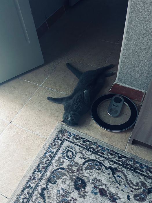 Кошка шотландский вислоухий