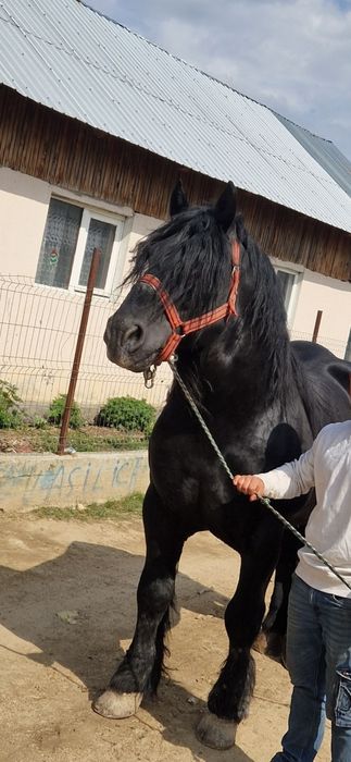 Armăsar de vânzare – 8 ani, foarte cuminte