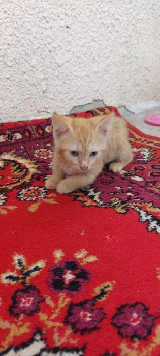 Отдам котенка в добрые руки!