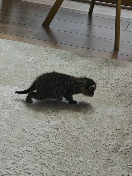 Британский котёнок
