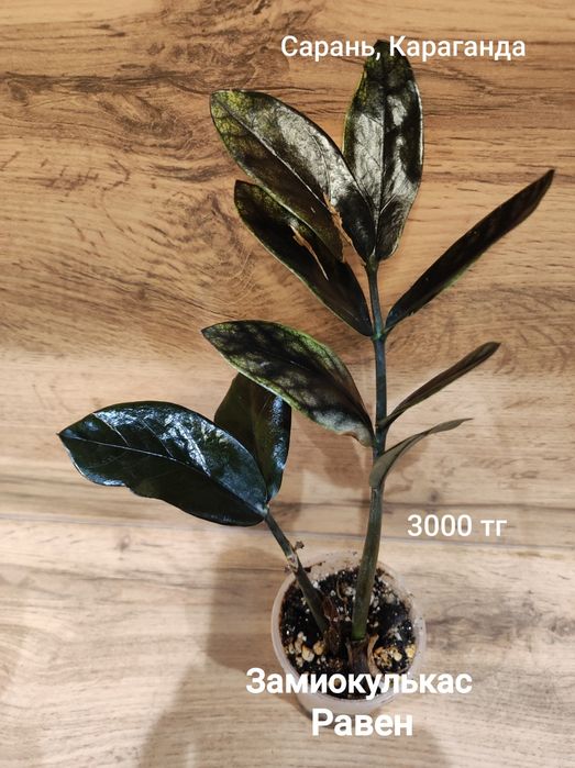 Замиокулькас разный