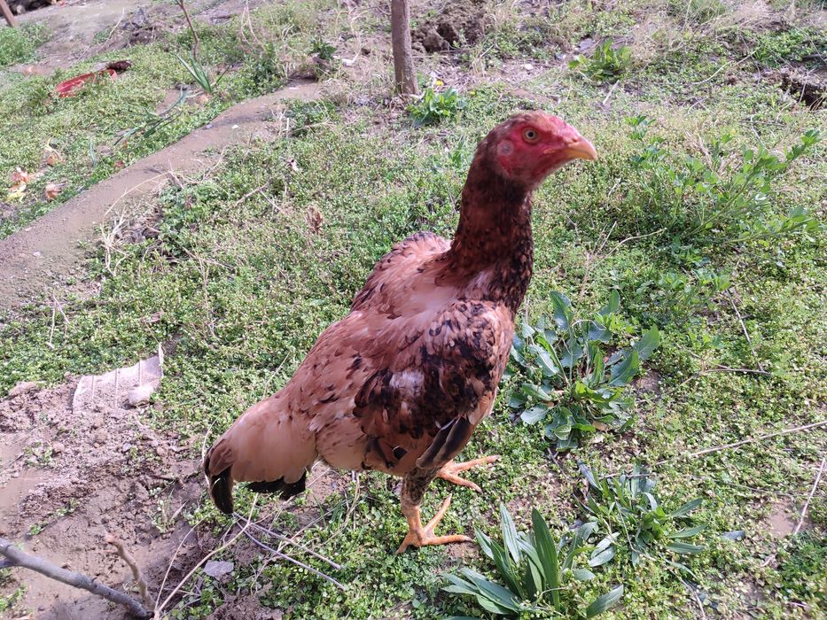 Dakan tovuq yosh hali yoʻhumlap toʻripti