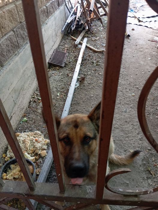 Овчарка европейский