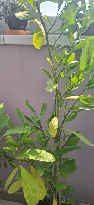 Продам растение - лимон