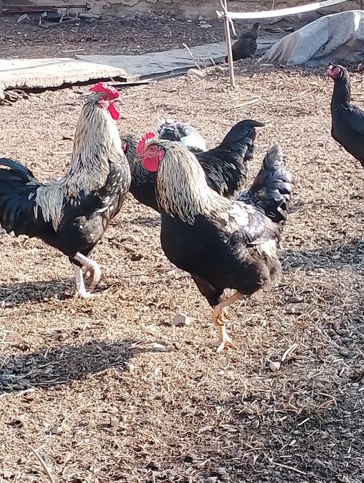 Қораздар сатылады