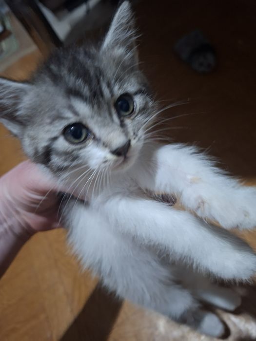 Отдам котят в добрые руки
