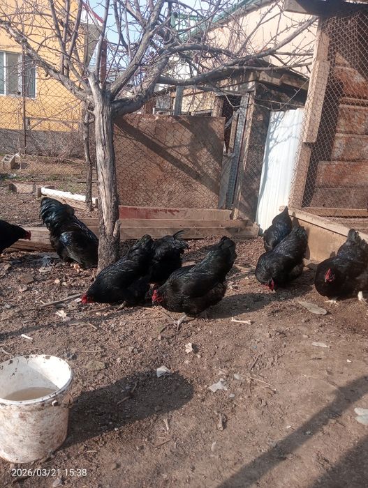 Продам Австралорп 1+3