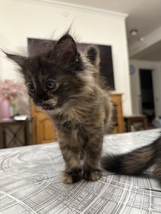 Продаются пушистые котята