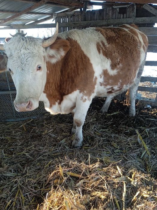 Junincă gestantă de vânzare