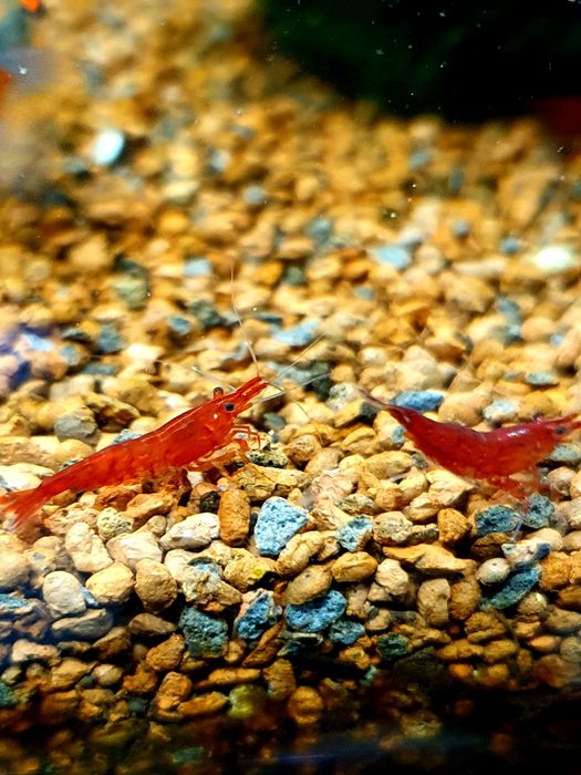 Creveți red cherry acvariu apa dulce