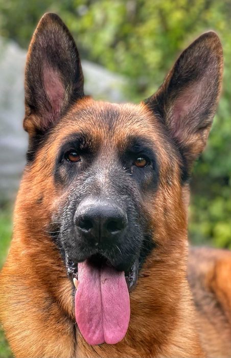 Немски Овчарки Родословни Родители