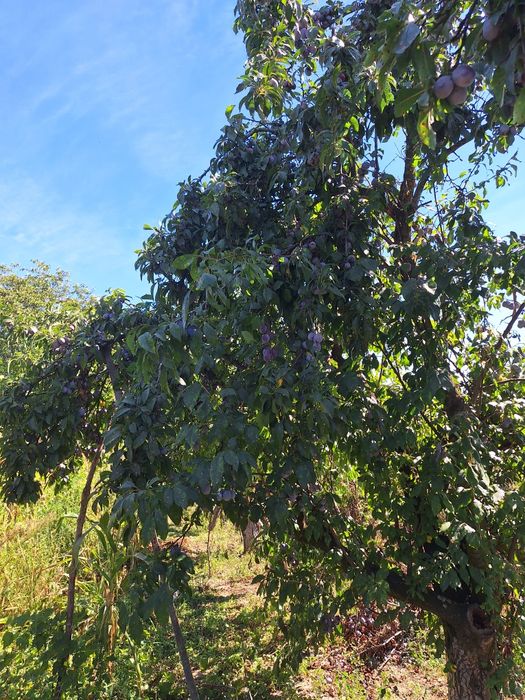 Prune de vanzare