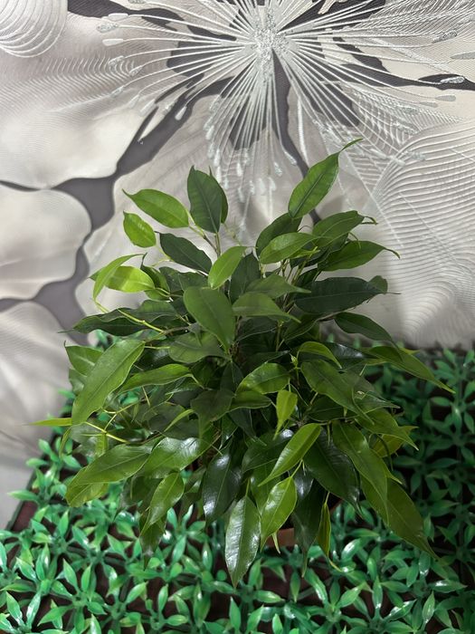 Комнатные  цветы