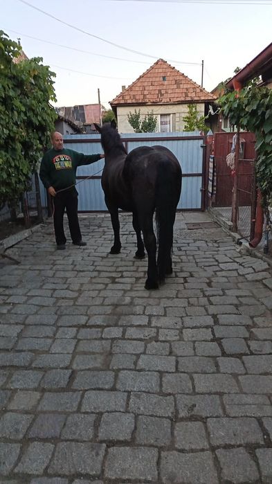 Vând mânză de 2 ani