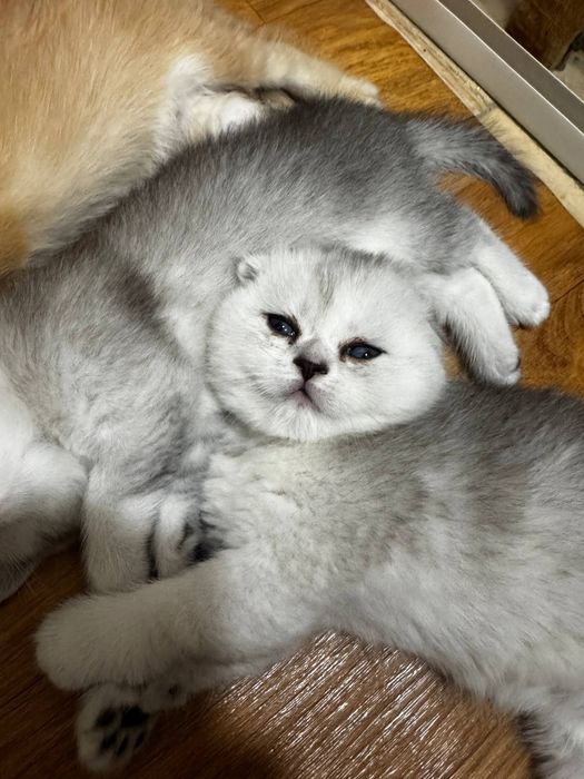 Элитные британские котята