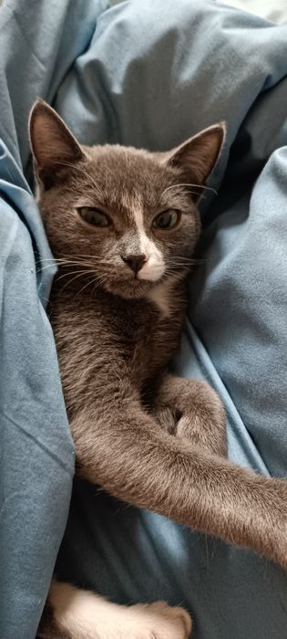 Отдам котенка девочку 3-4 месяца, серая