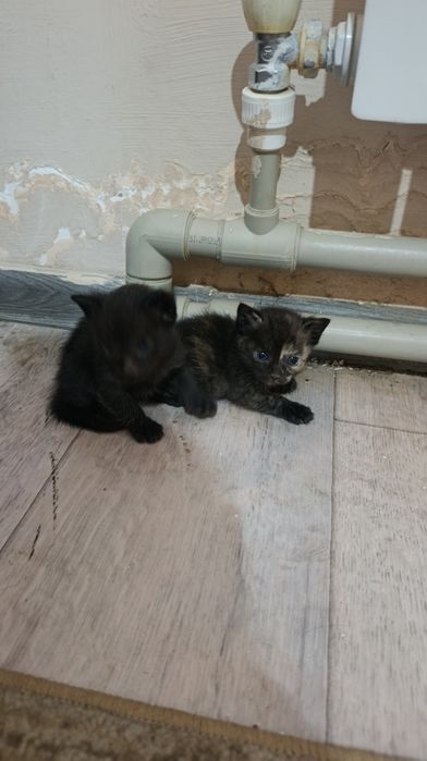 Катя а в добрые руки