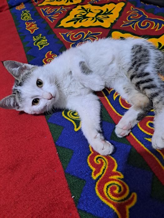 Подросток котенок