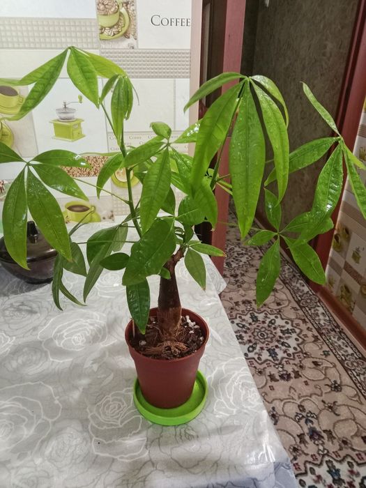 Пахира цветок продам