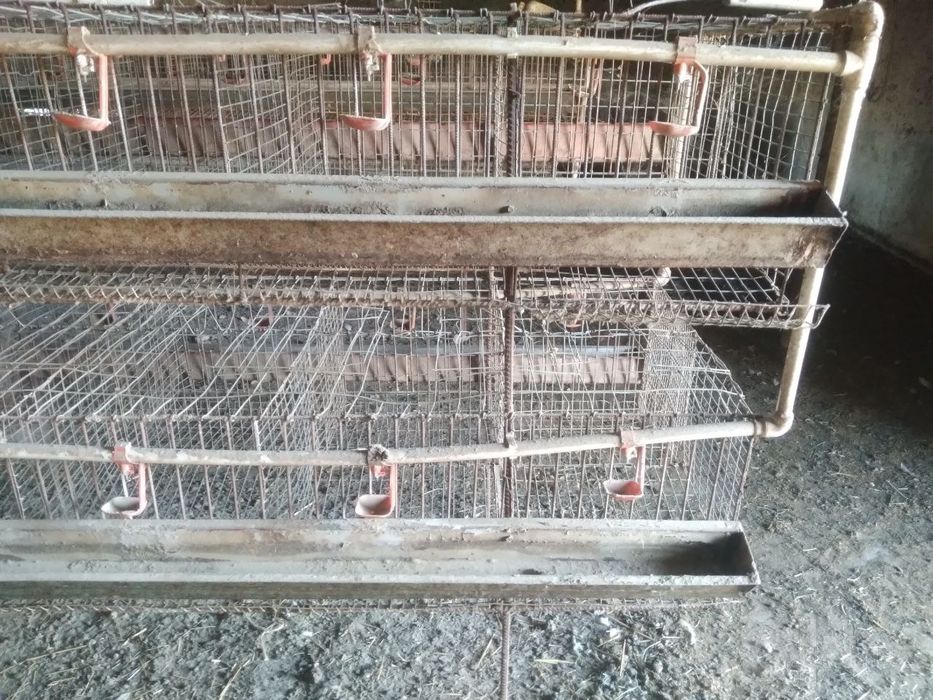 Tovuq setka qafas kataklari