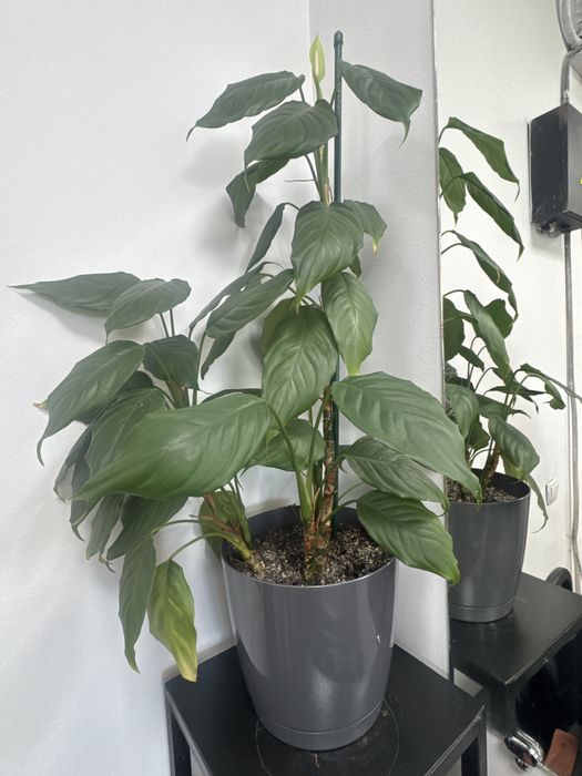 Отливка свинцом.