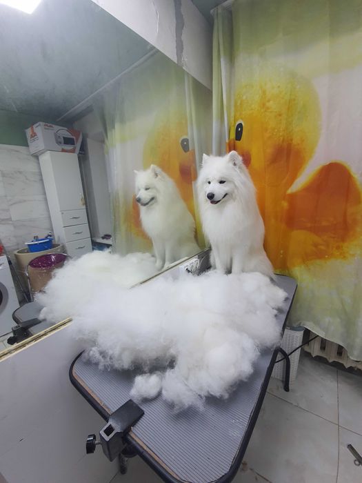 Стрижка Кошек и собак. груминг