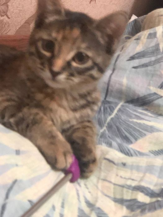 Mushuk bolasi qiz bola