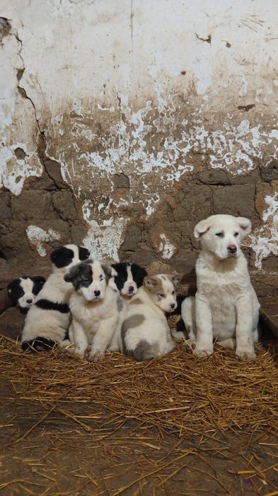 Щенки Алабая(тобет)