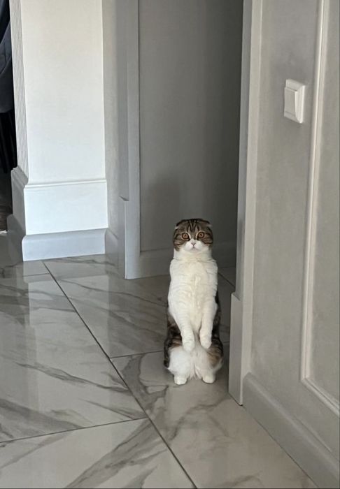 Отдаю шотландскую красотку