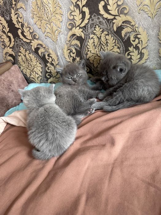 Котята, девочки