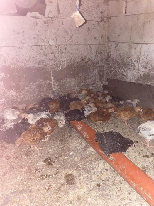 Puicuțe rasa mixta rate pekin