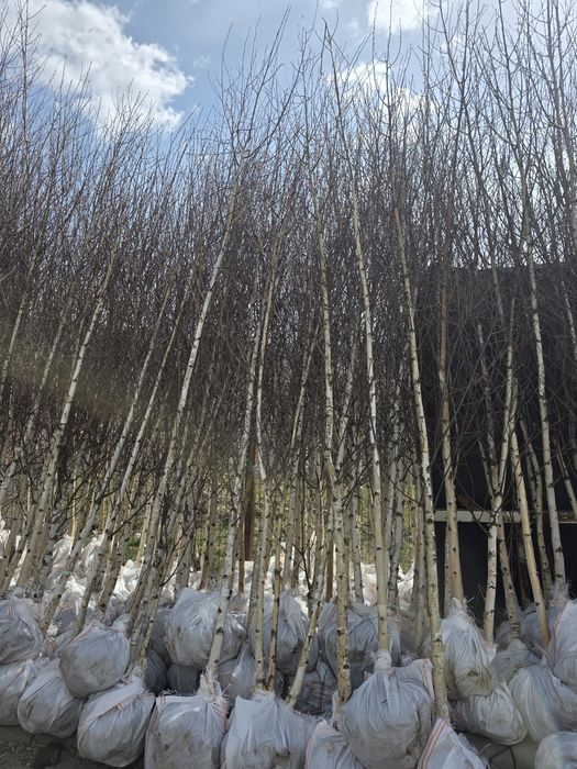 Mesteacăn tei 3m 6m