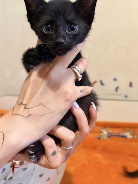 Отдам черненьких котят!