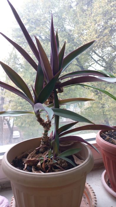 Дочки традесканции