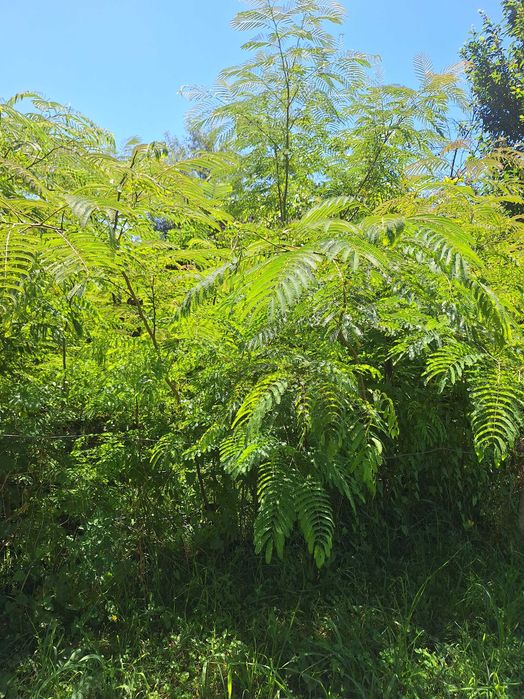 Arbore de matase parfumat
