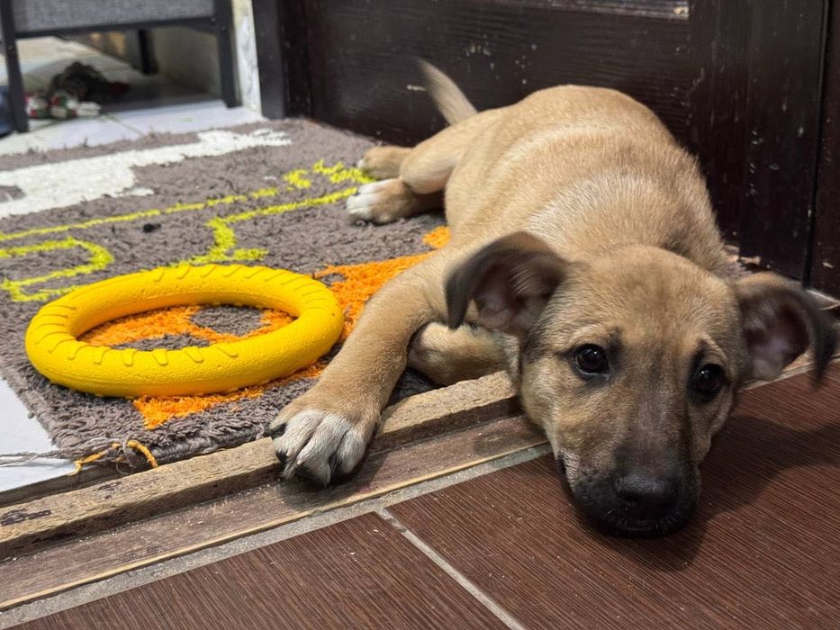Собака  девочка щенок бесплатно даром