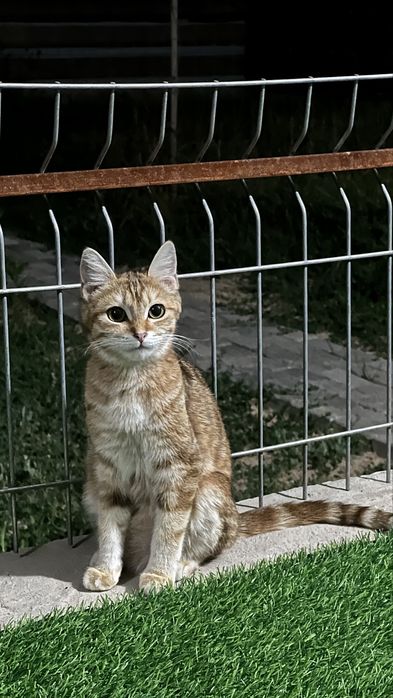 Отдам даром  кошку 10 мес
