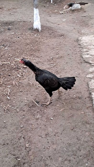 Dakan Makyon 1 tulak