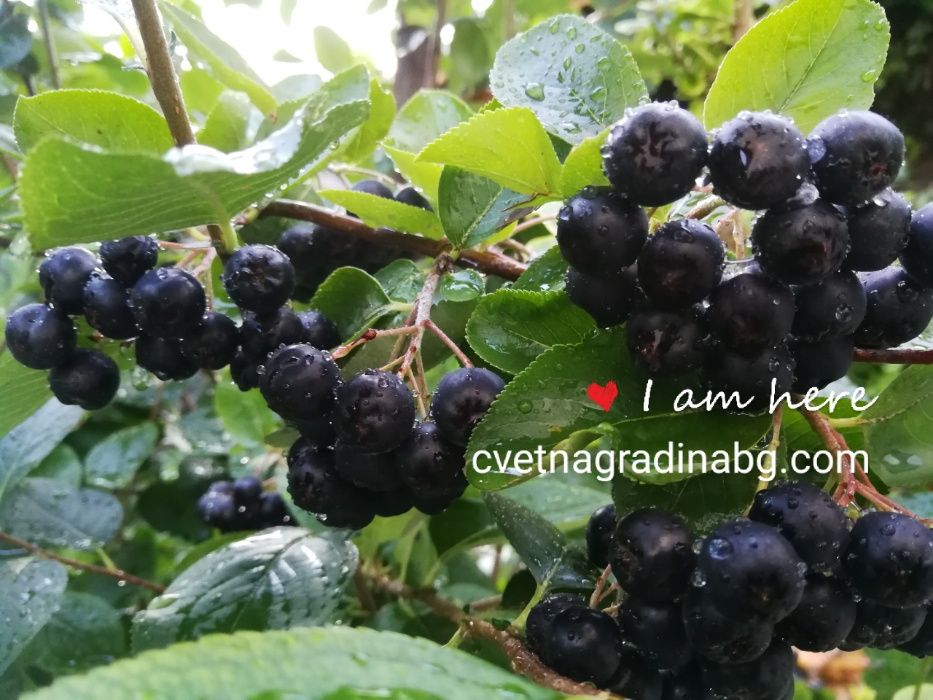 Арония - баланс за организма