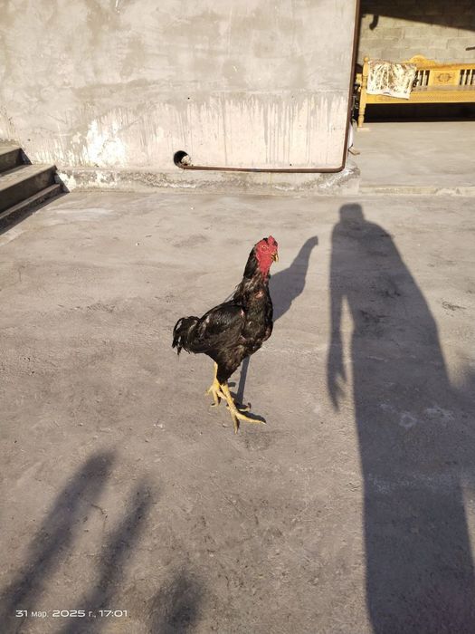 Aprel jo'ja sotiladi