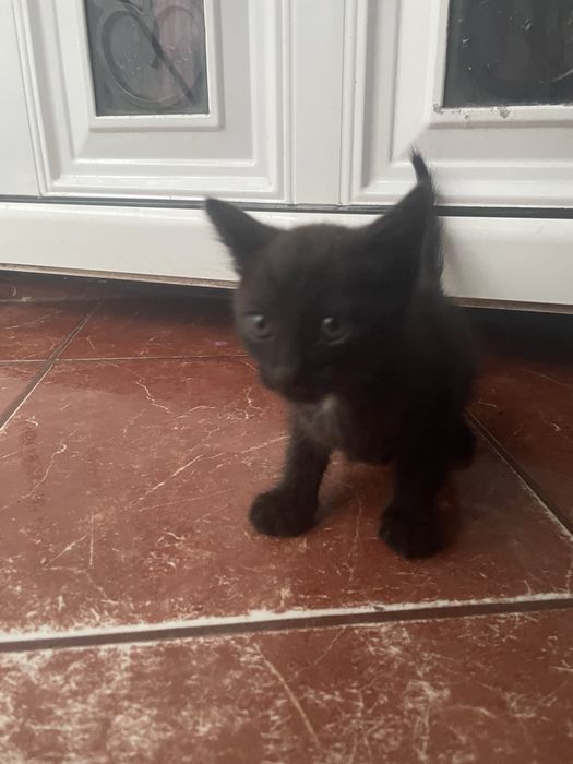 Pisicuta pentru adoptie