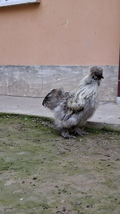 шолк хўроз сотилади